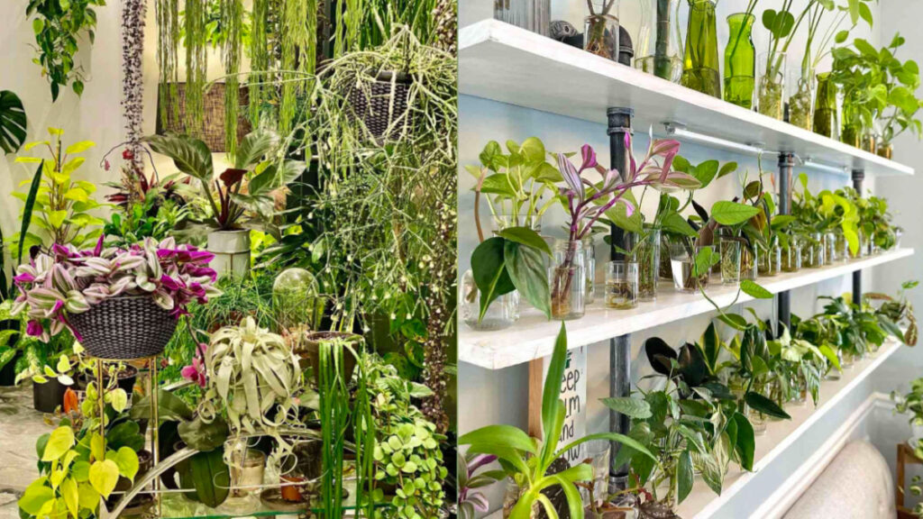 Indoor Gardening