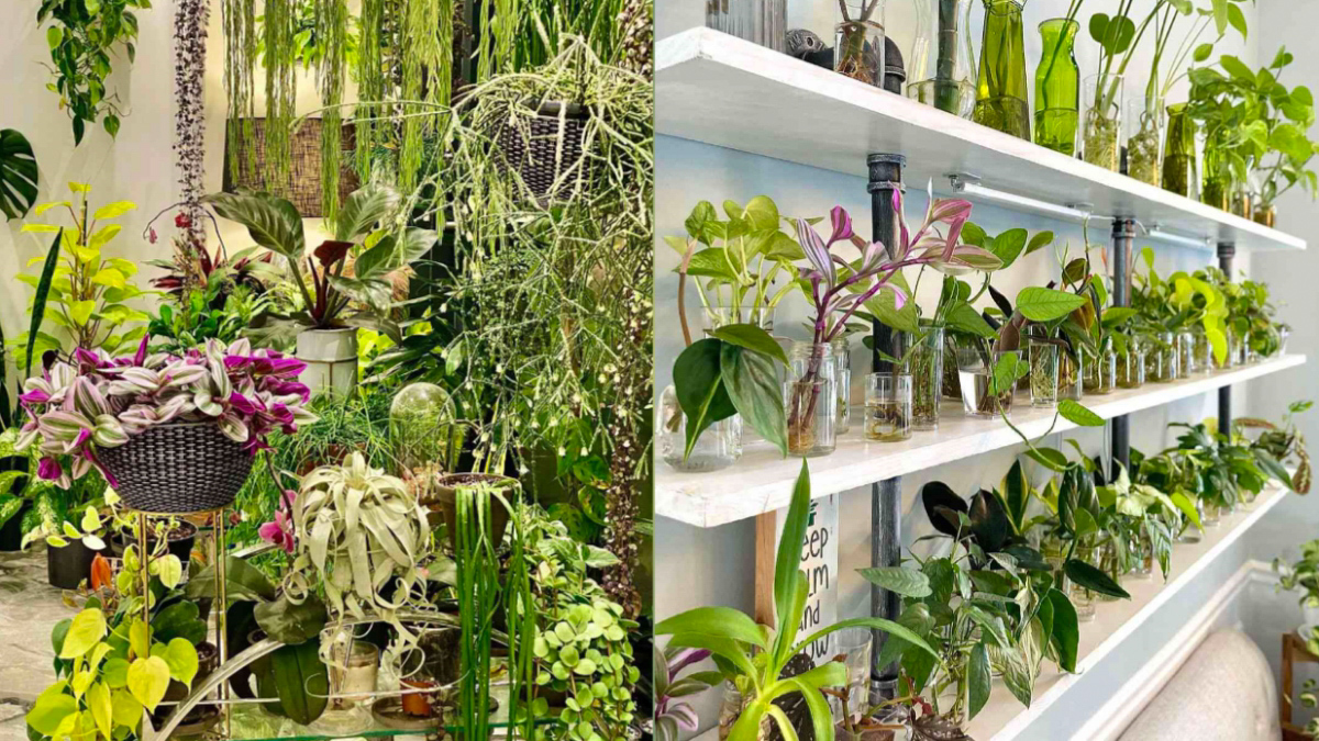 Indoor Gardening