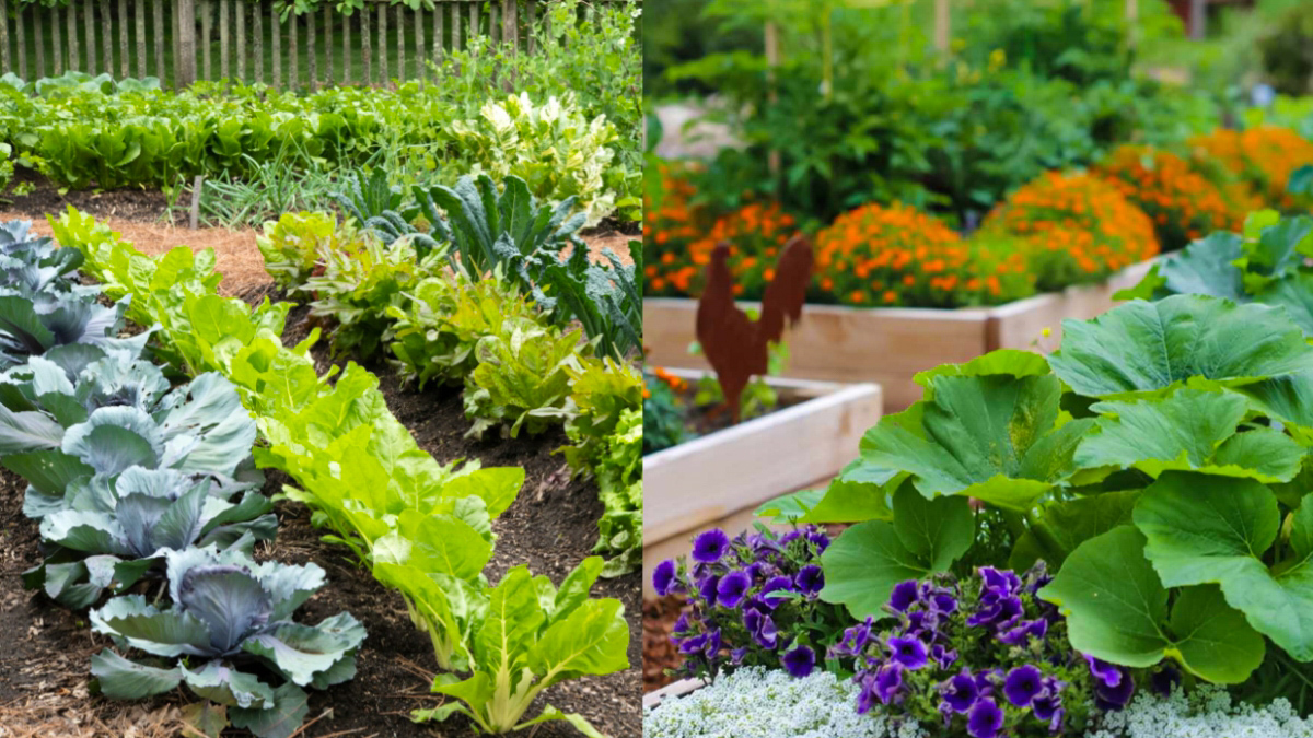 Start Your Indoor Vegetable Garden Today