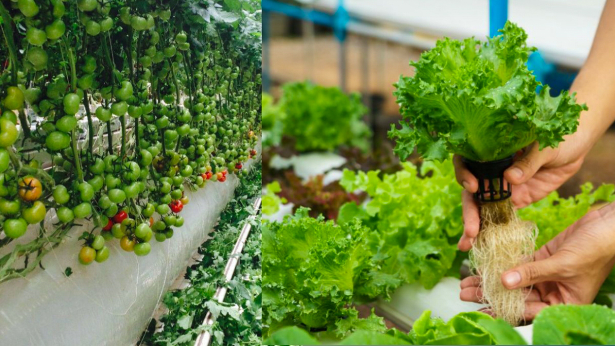 Hydroponic Systems for Indoor Vegetable Gardens