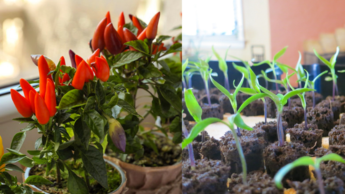 Grow Peppers Indoors