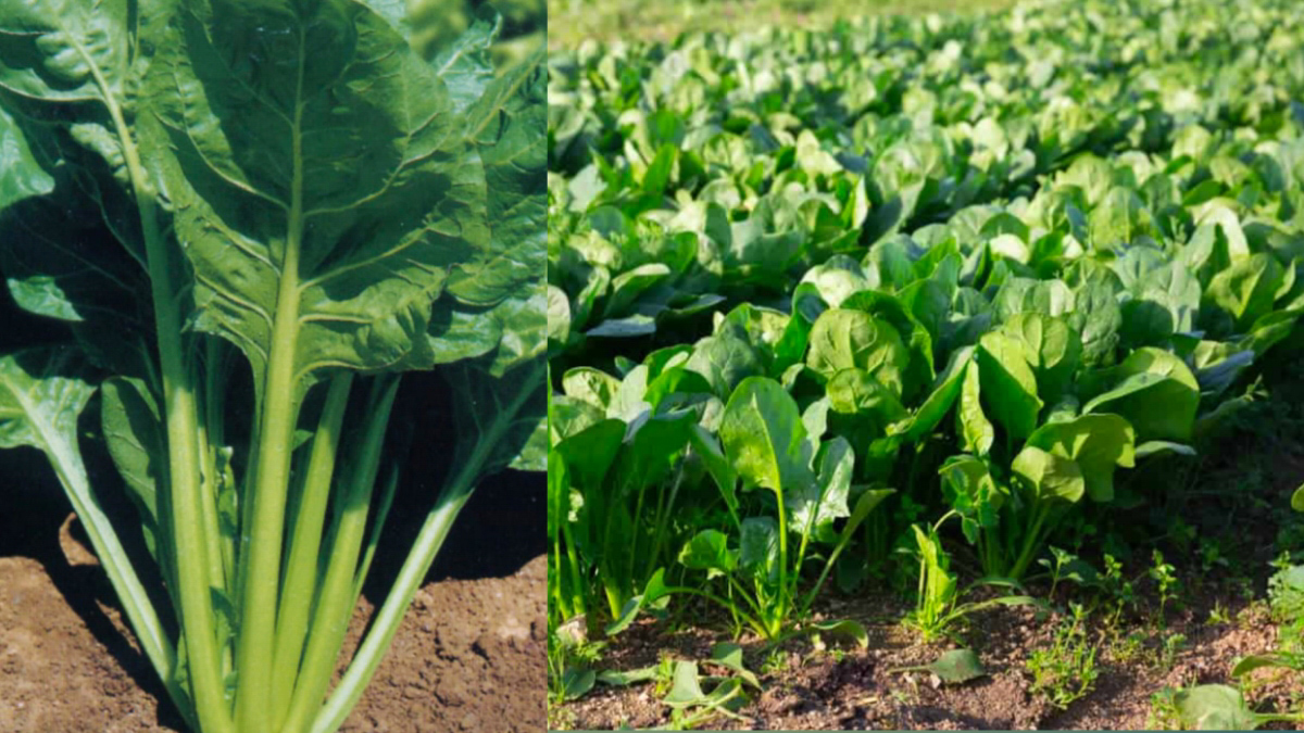 Grow Spinach at Home