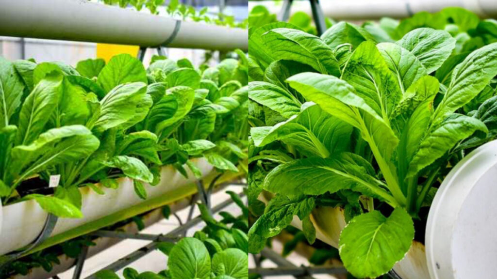 Urban Farming Hacks 2025