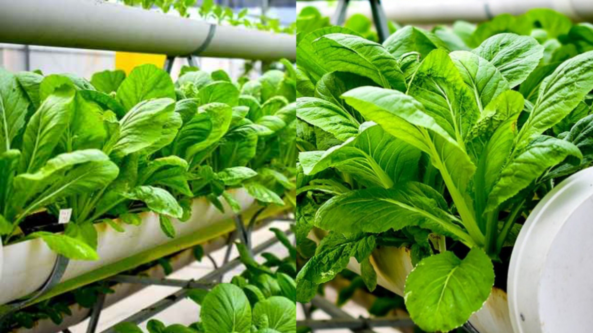 Urban Farming Hacks 2025