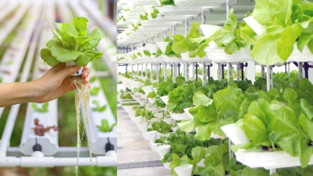 What Is Meant by Urban Farming in USA