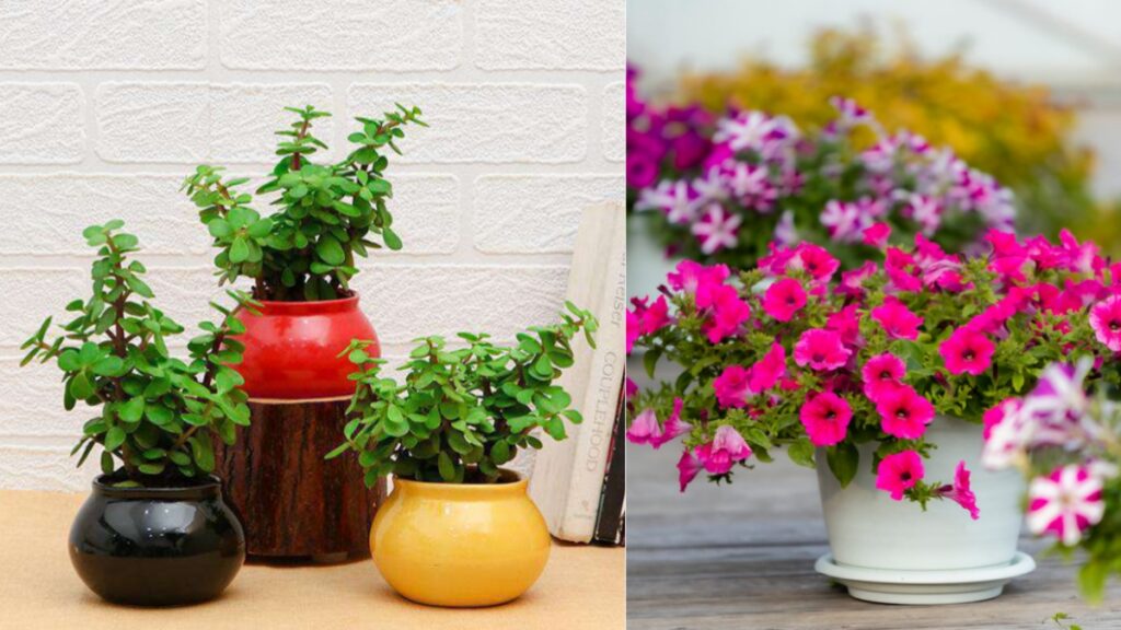 What is the Most Common Mistake Made with Container Plants?