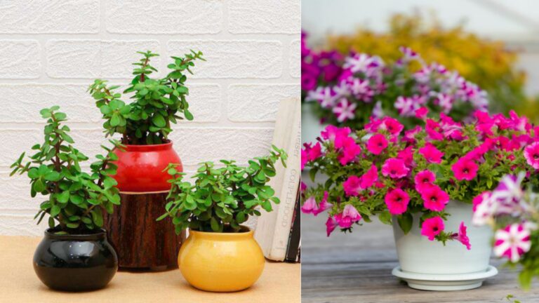 What is the Most Common Mistake Made with Container Plants?