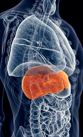 Is Hepato Burn Good for the Liver? Honest 2025 Review