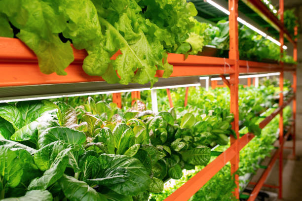 Why Is Urban Farming Becoming More Popular in USA